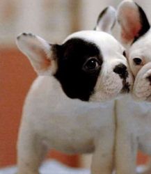French Bulldog puppies (xxx) xxx-xxx3 Trusted and Dedicated breeder.
