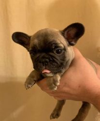 Contact number french bulldog puppies