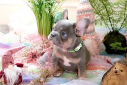 Beautiful French Bull Dog Puppies For Xmas Gift