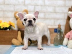 Binx is a purebred female cream French Bulldog