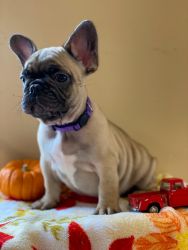 Fawn Frenchie 4 months old for sale