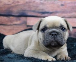 ŤFrench bulldog puppies for adoption.