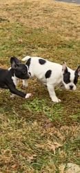 3mo old french bulldogd puppies