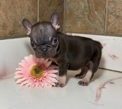 Cute little chocolate and tan AKC registered french bulldog puppy