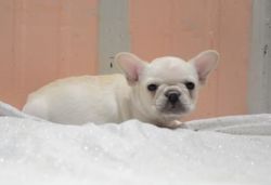 Sweet quiet little White French Bulldog pups