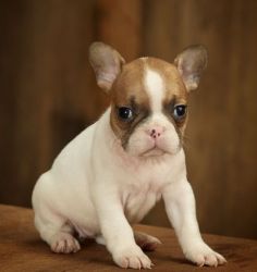 Male and Female French Bulldog For Sale