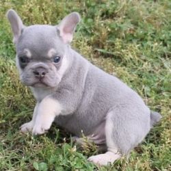 French bulldog puppies available for sale