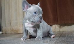 Blue French Bulldog Puppies now available