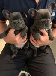Frenchies Puppies Males/Females