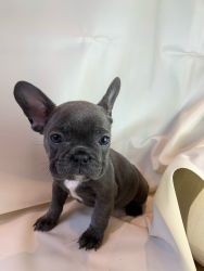 France Bulldog puppies for sale