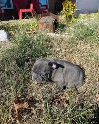 AKC REGISTERED FRENCHIES PUPS