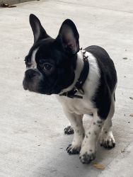 French bull puppy for sale