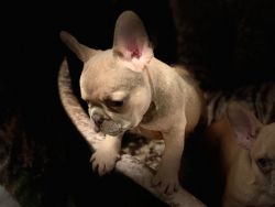 awsome french bulldog male and female living now