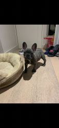 attractive and very charming active french bulldog puppy