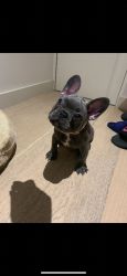 2 Boys Left French Bulldog Puppies For Sale