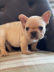 Amazing Blue French Bulldogs Kc Registered