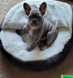 AKC Male lilac blue eyed French Bulldog- 4months old