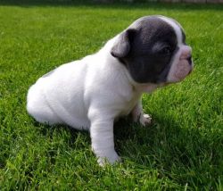 lovely french bulldog for sale