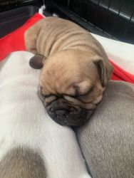 adorable french bulldog for sale