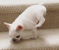 French bulldog for rehoming