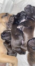 7 Frenchtons baby girls!