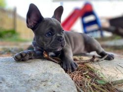 Cute French Bulldog puppies