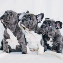 FRENCHIES FOR ADOPTION