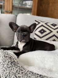 Grey Male French Bulldog available for immediate rehoming