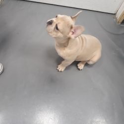4 month old Frenchie