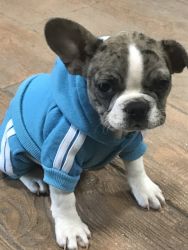 Designer Frenchie Puppy For sale with papers
