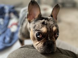 9 month old French bulldog