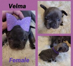 6 week old Blue AKC Frenchies