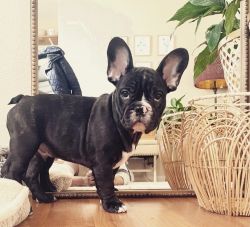 11 week old French Bulldog- Logan