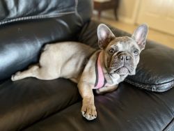 4 month old frenchie puppy for sale