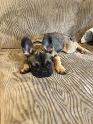 5 MONTH OLD FRENCHIE