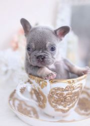 Beatiful teacup french bulldog puppy