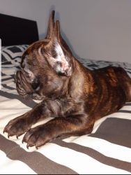 Exotic, brindle color frenchie, has all its shots update, birth cert.