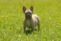 Coco Fawn Frenchie