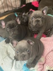 Frenchie Pups, Male And Female