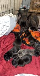 Baby French Bulldogs for Sale