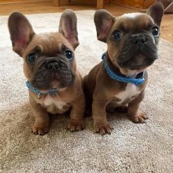french puppies