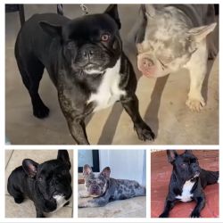 AKC FRENCHIES - Only 2 MALES AVAILABLE