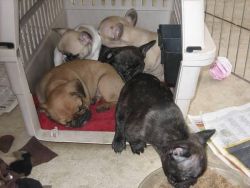 Affectionate French Bulldog puppies