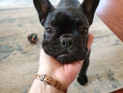 Trending x French bulldogs now