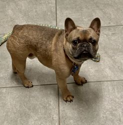 Blue Fawn French bulldog for sale, AKC registered
