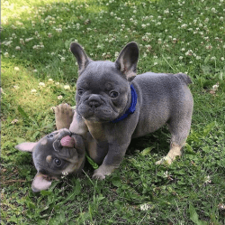 Two adorable Frenchies ready for adoption to a pet loving home