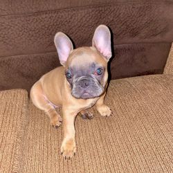 Adorable French Bulldogs For A Good Home