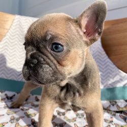 Blue Fawn Frenchie puppy