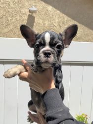 Beautiful Frenchie Puppies