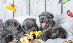 French bull dog puppies available now
